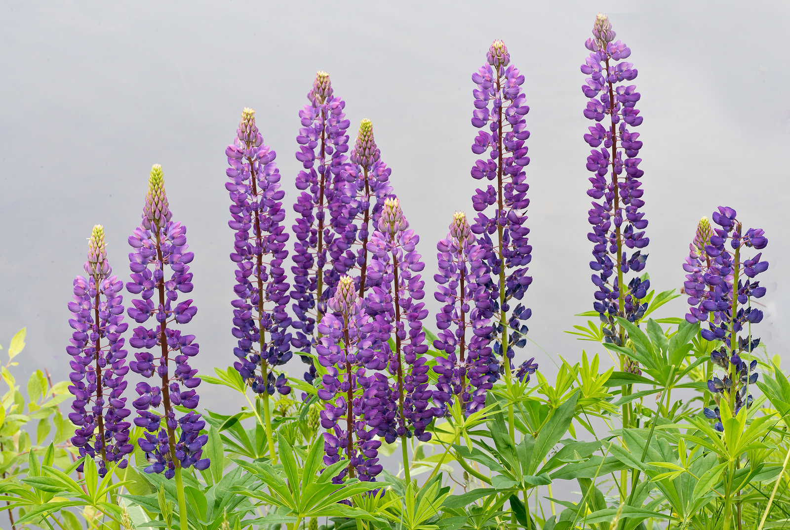 Lupin  landscape