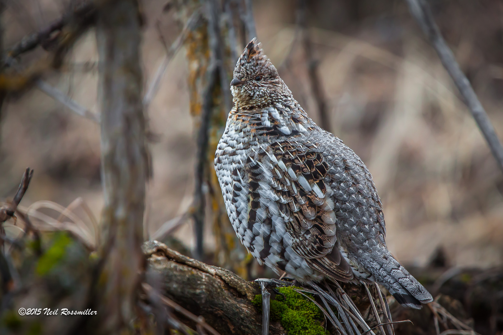 Ruffed Grouse