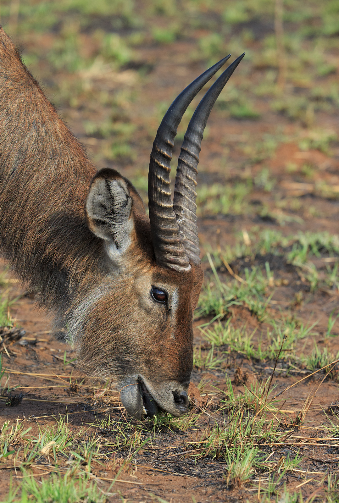 Waterbuck