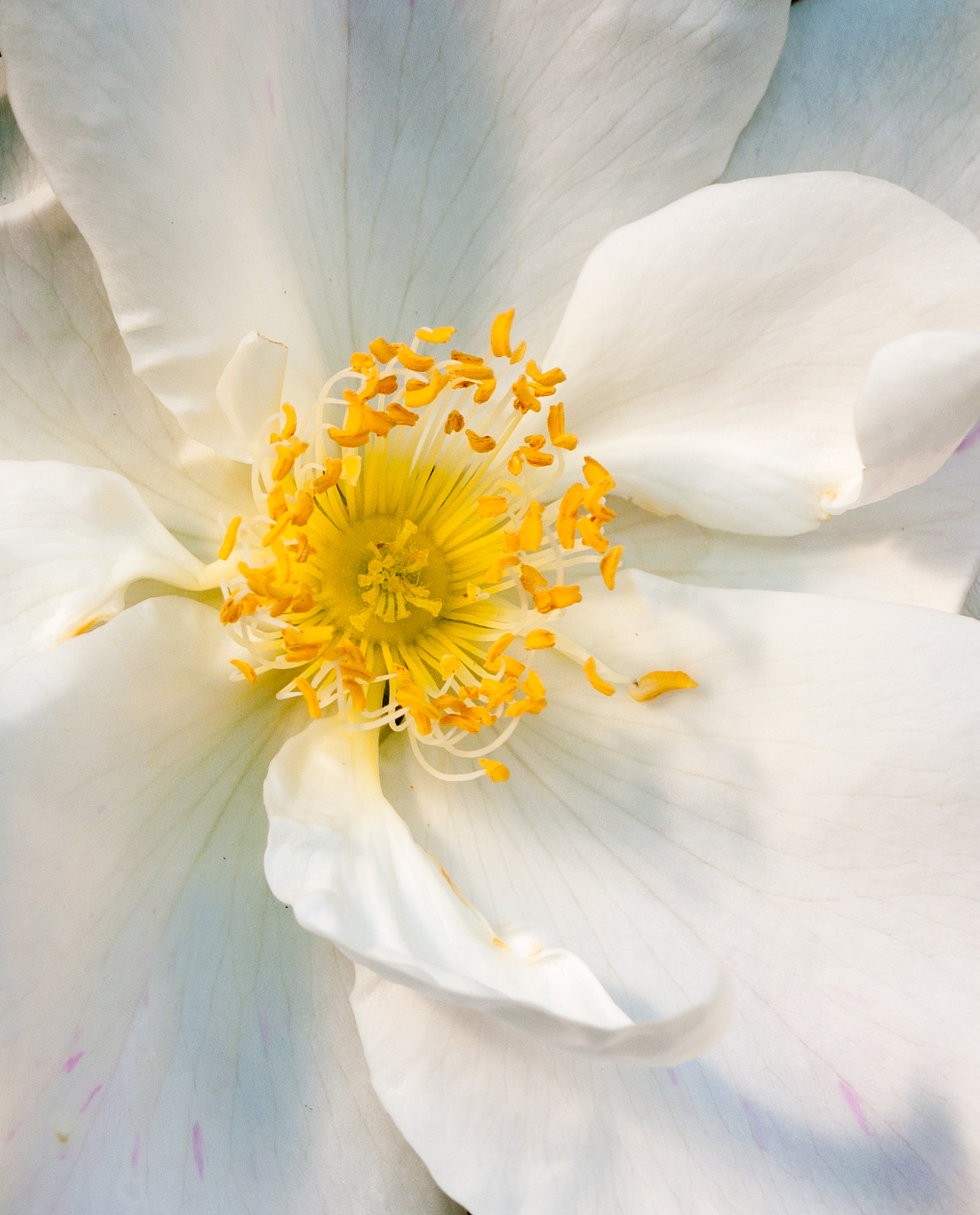 Rose Closeup