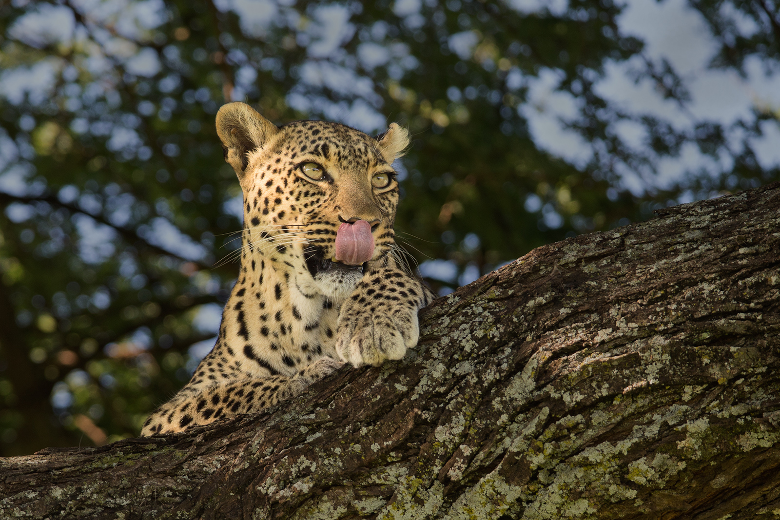 Lady in A Tree
