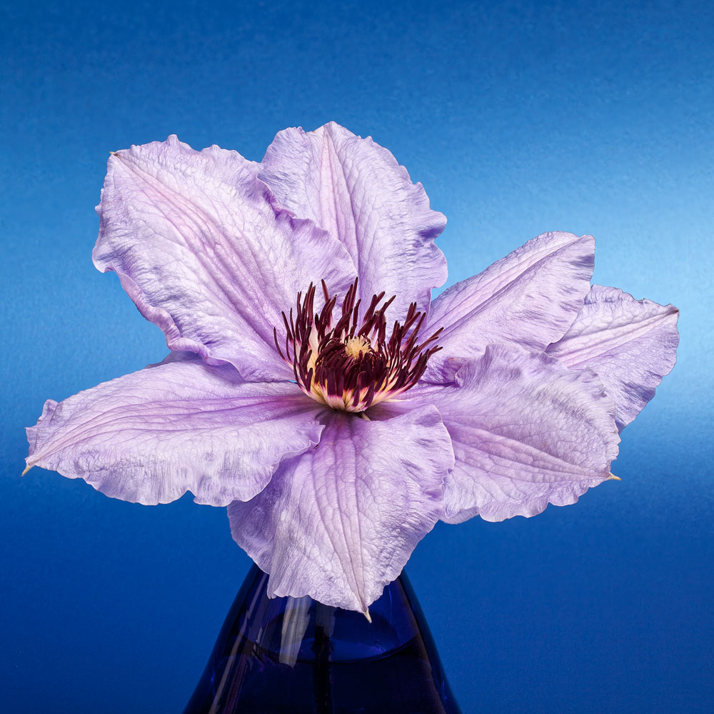 Clematis (in the studio)