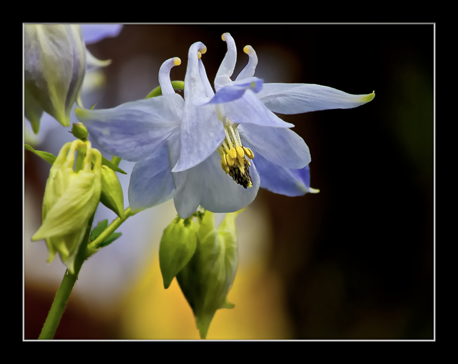 Columbine
