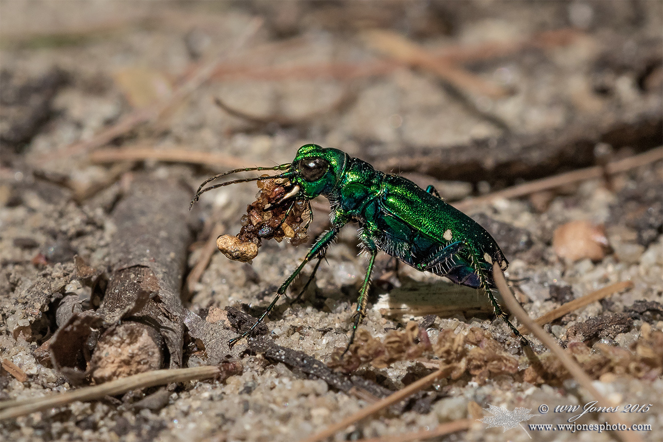 SuperBling, Tiger Beetle
