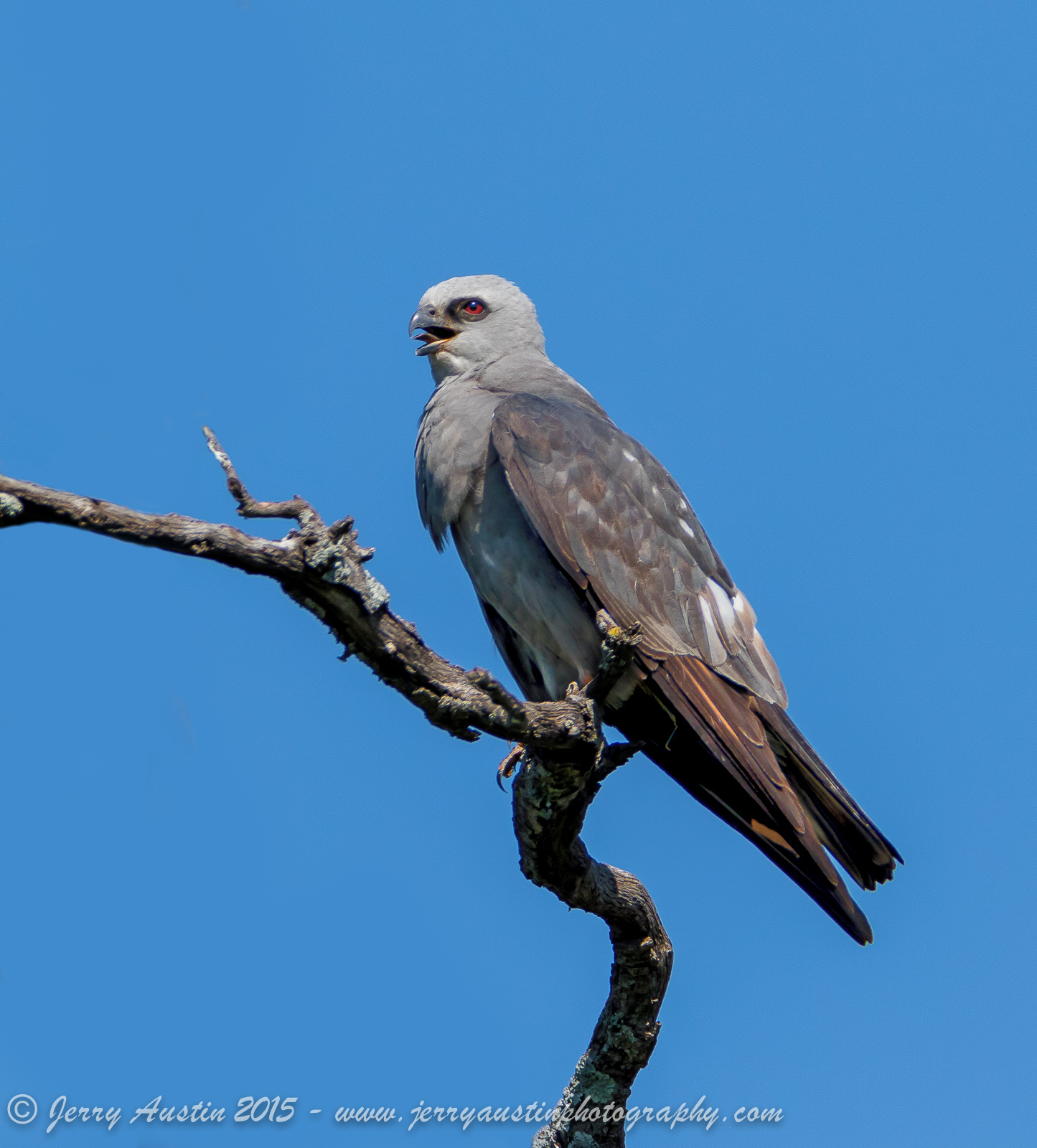 Mississippi Kite Female