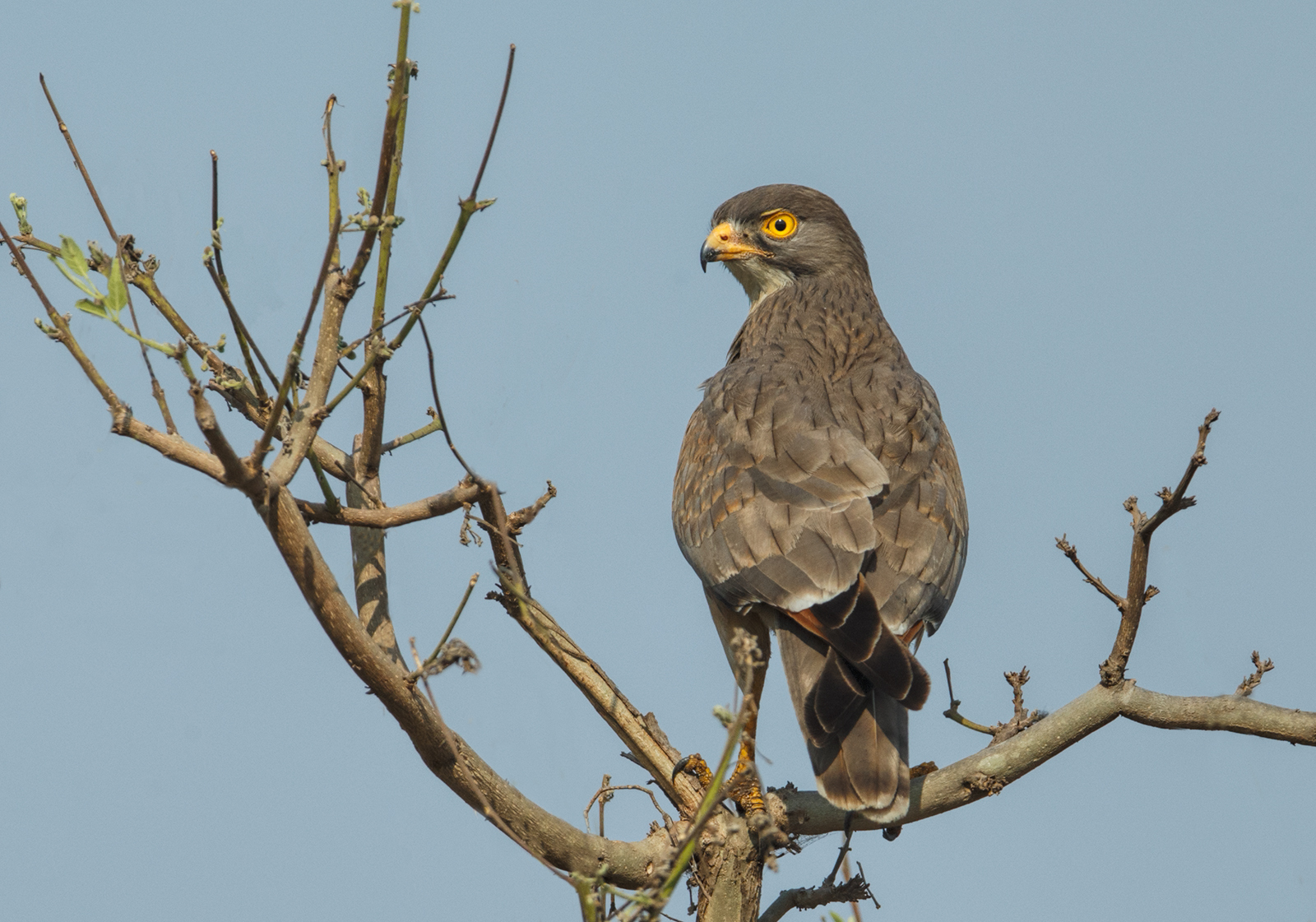 Grey Kestrel