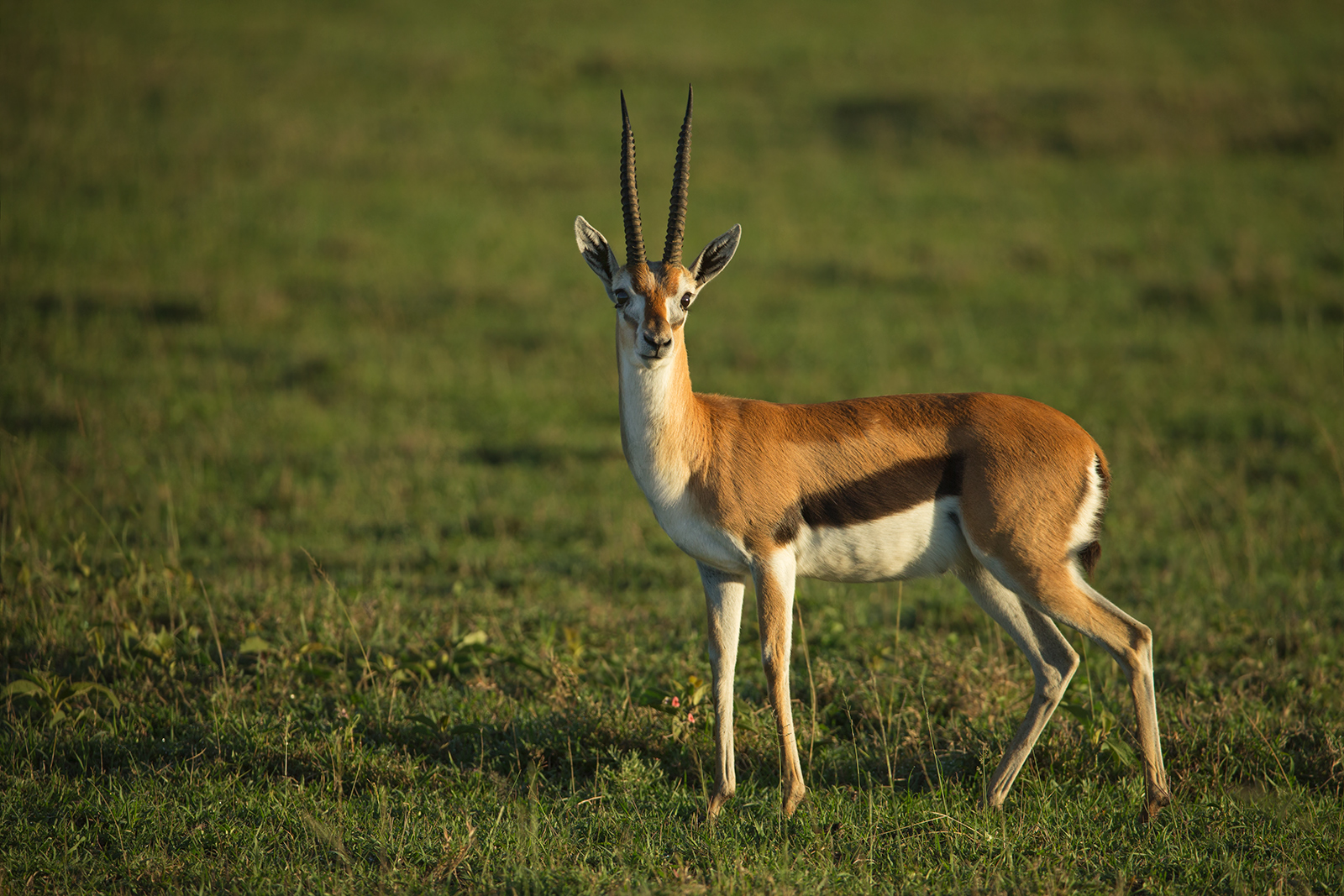 Thompson's Gazelle