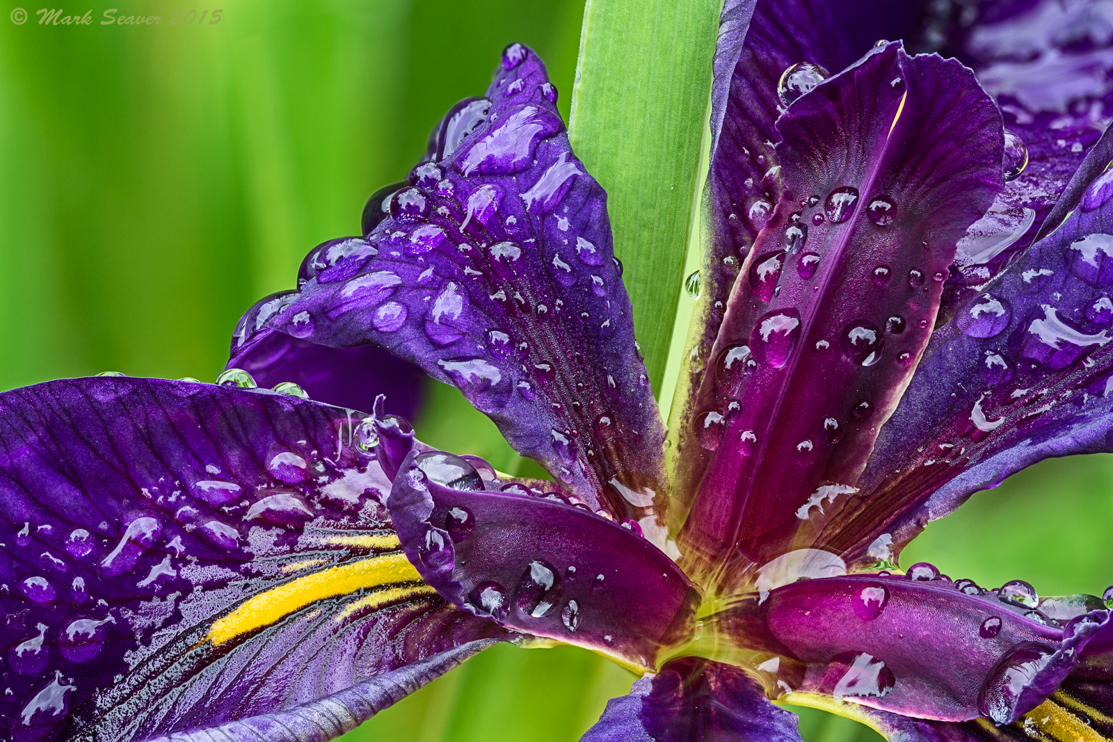 Wet Louisiana Iris