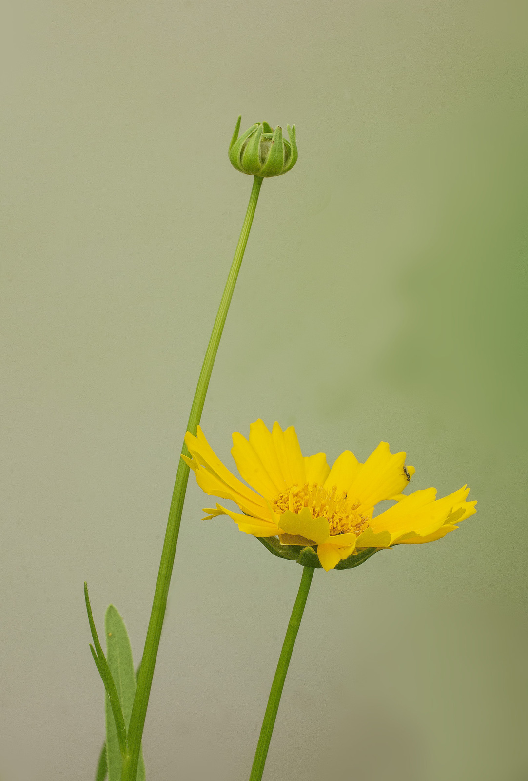 Coreopsis lanceolata
