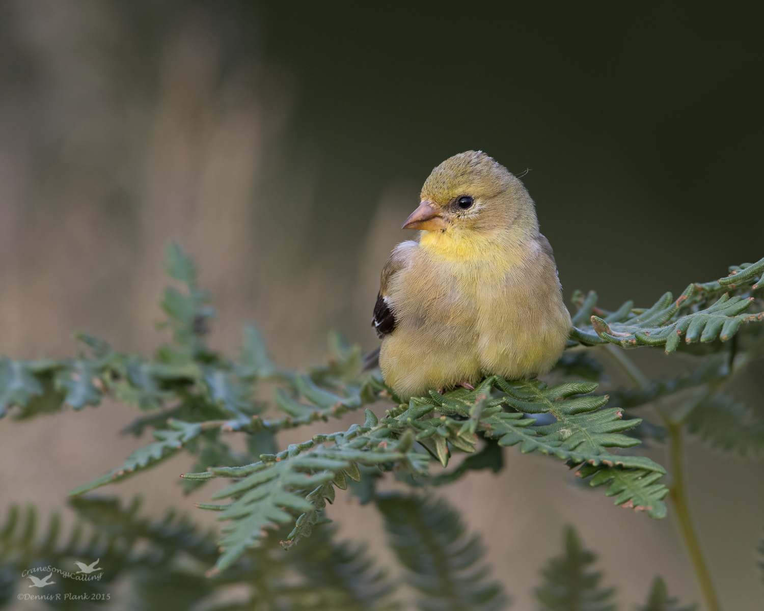 American Goldfinch