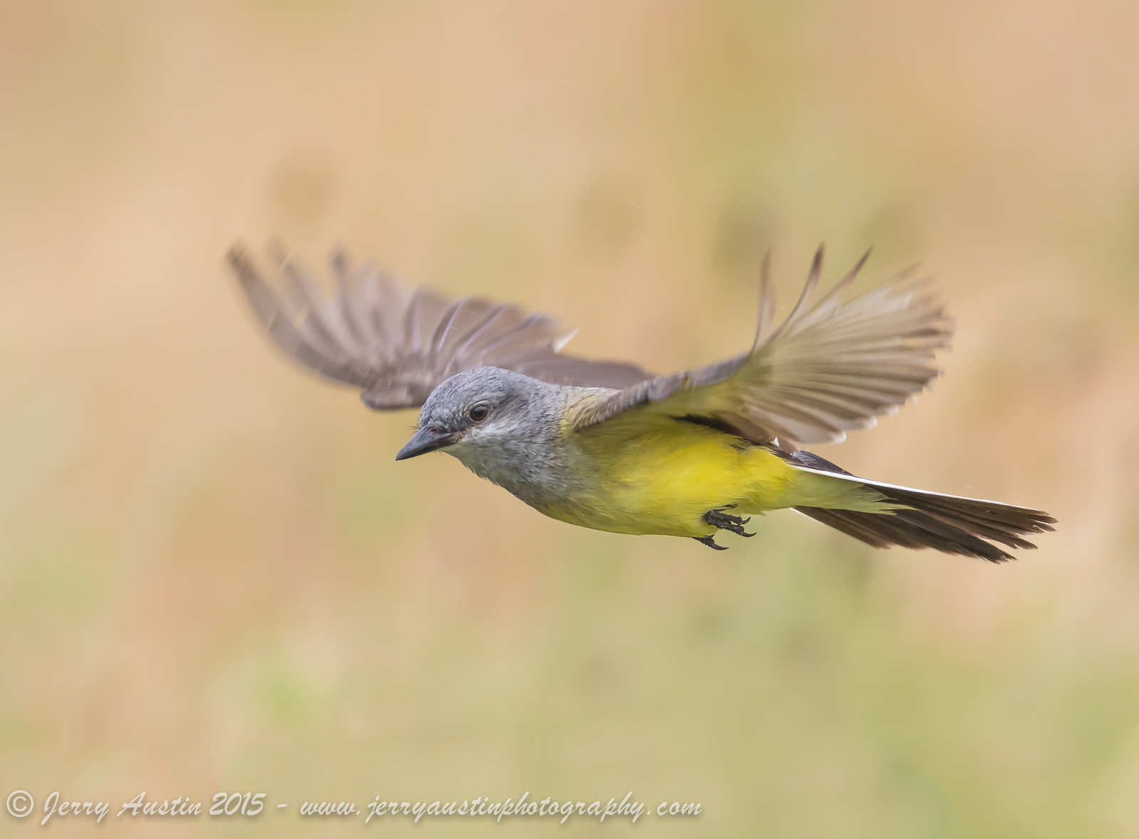 Western Kingbird Hover