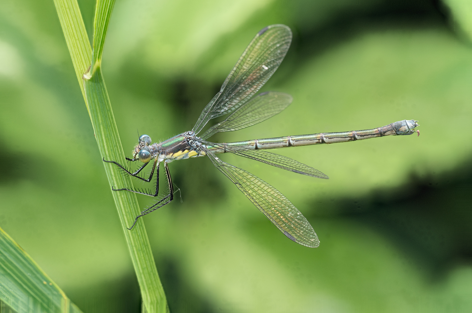 Lestes inaequalis