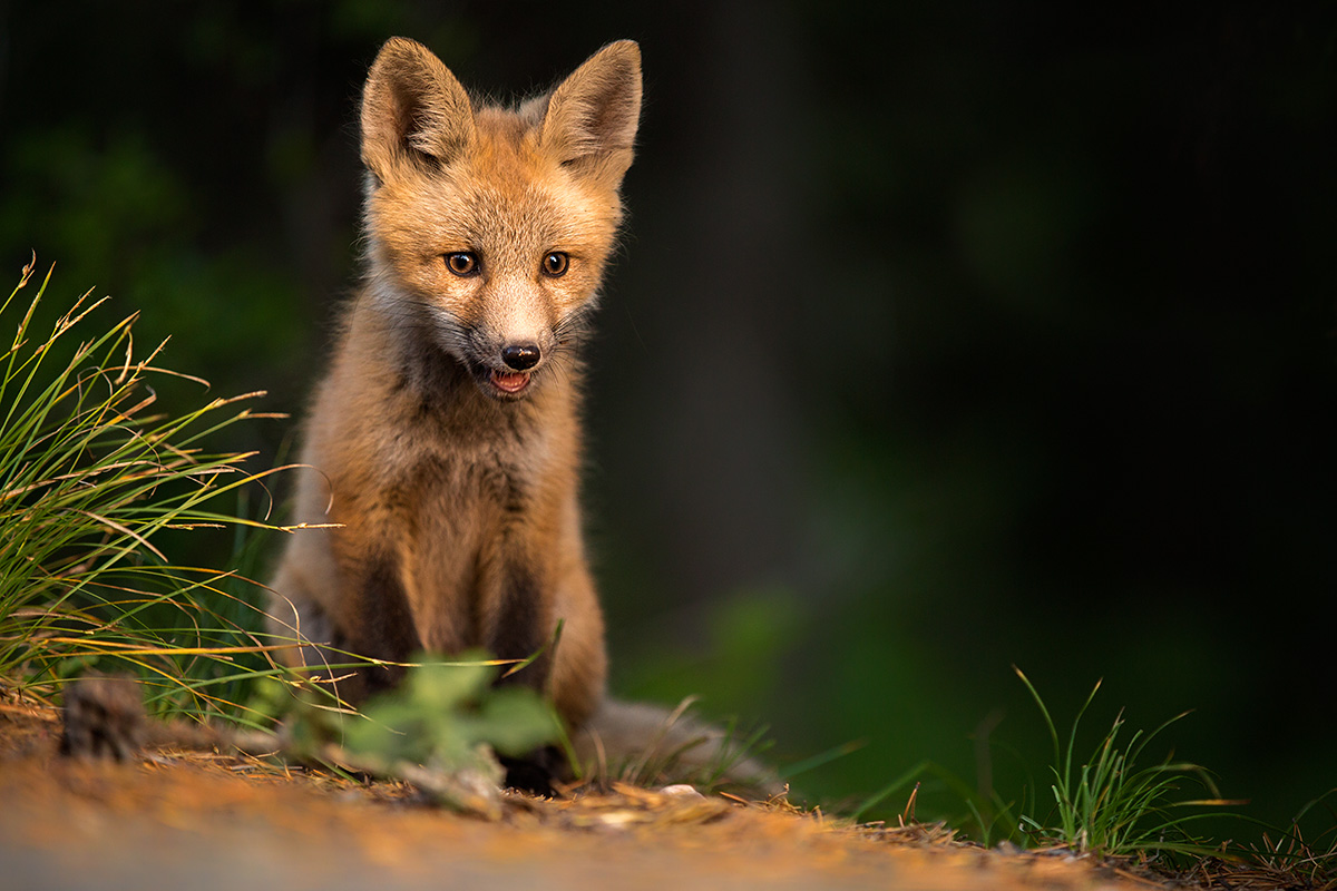 Fox Kit