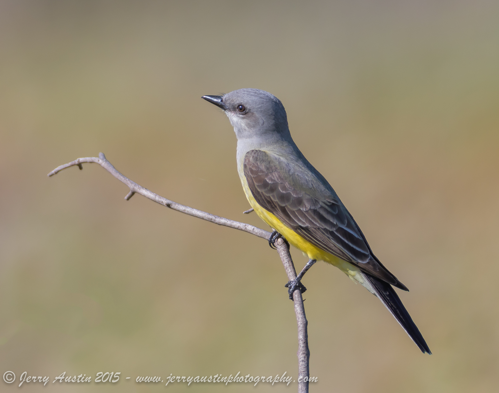 Handsome Kingbird II