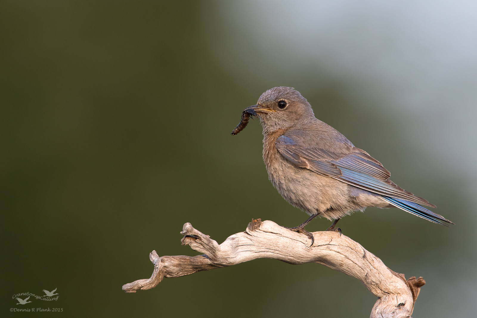Bird on a Stick