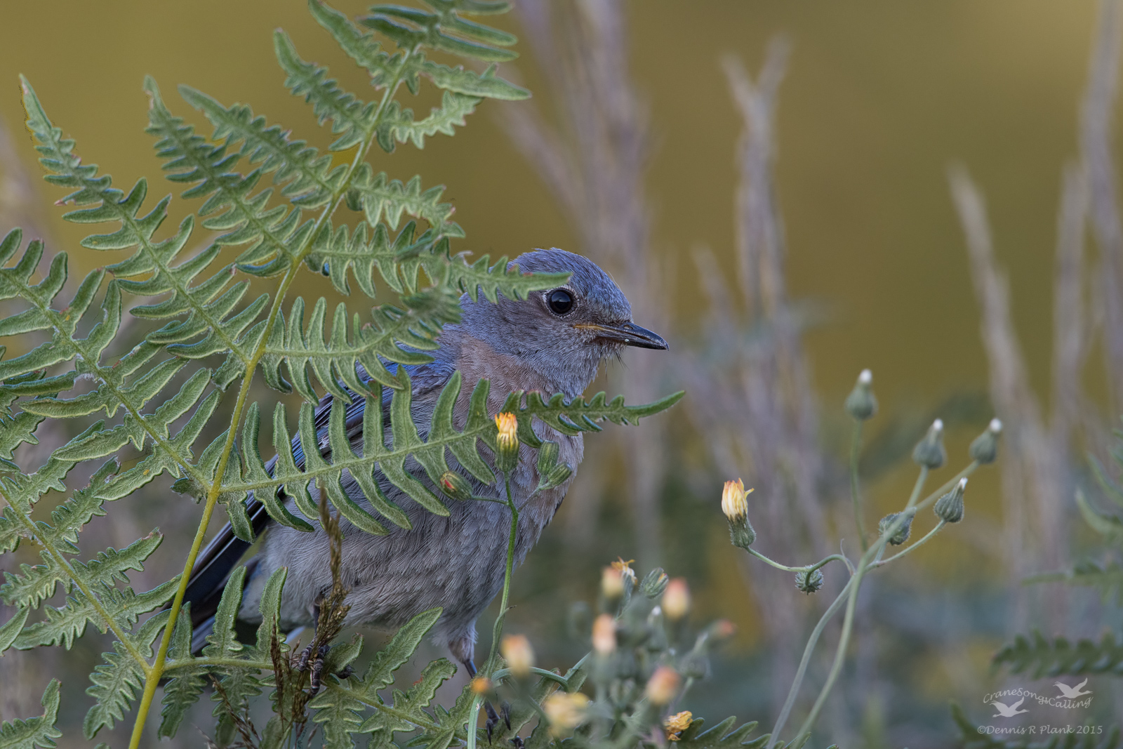 Foraging