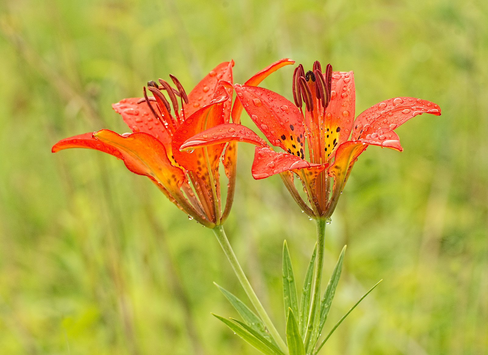 Wood Lily