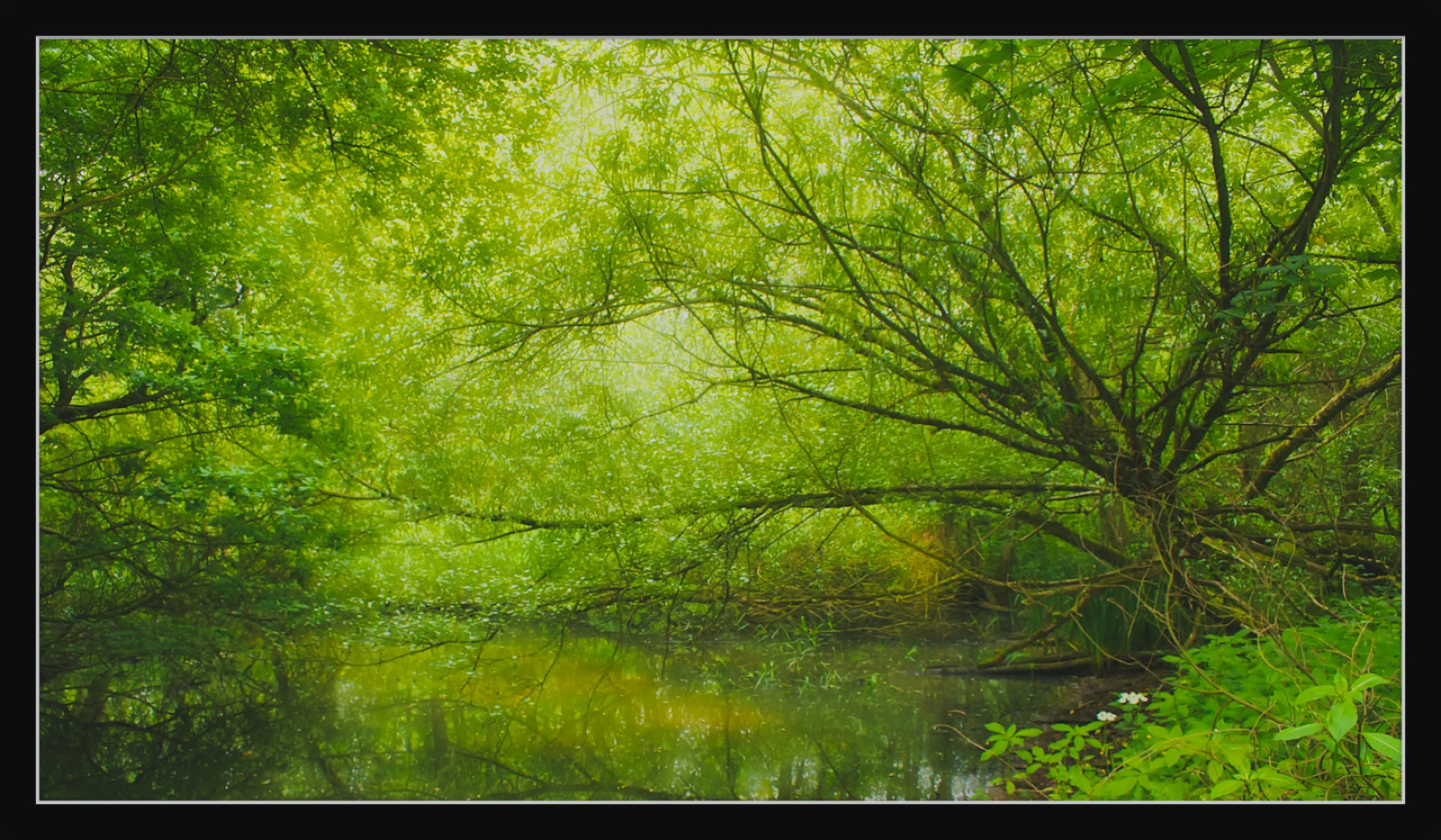 Woodland Pond