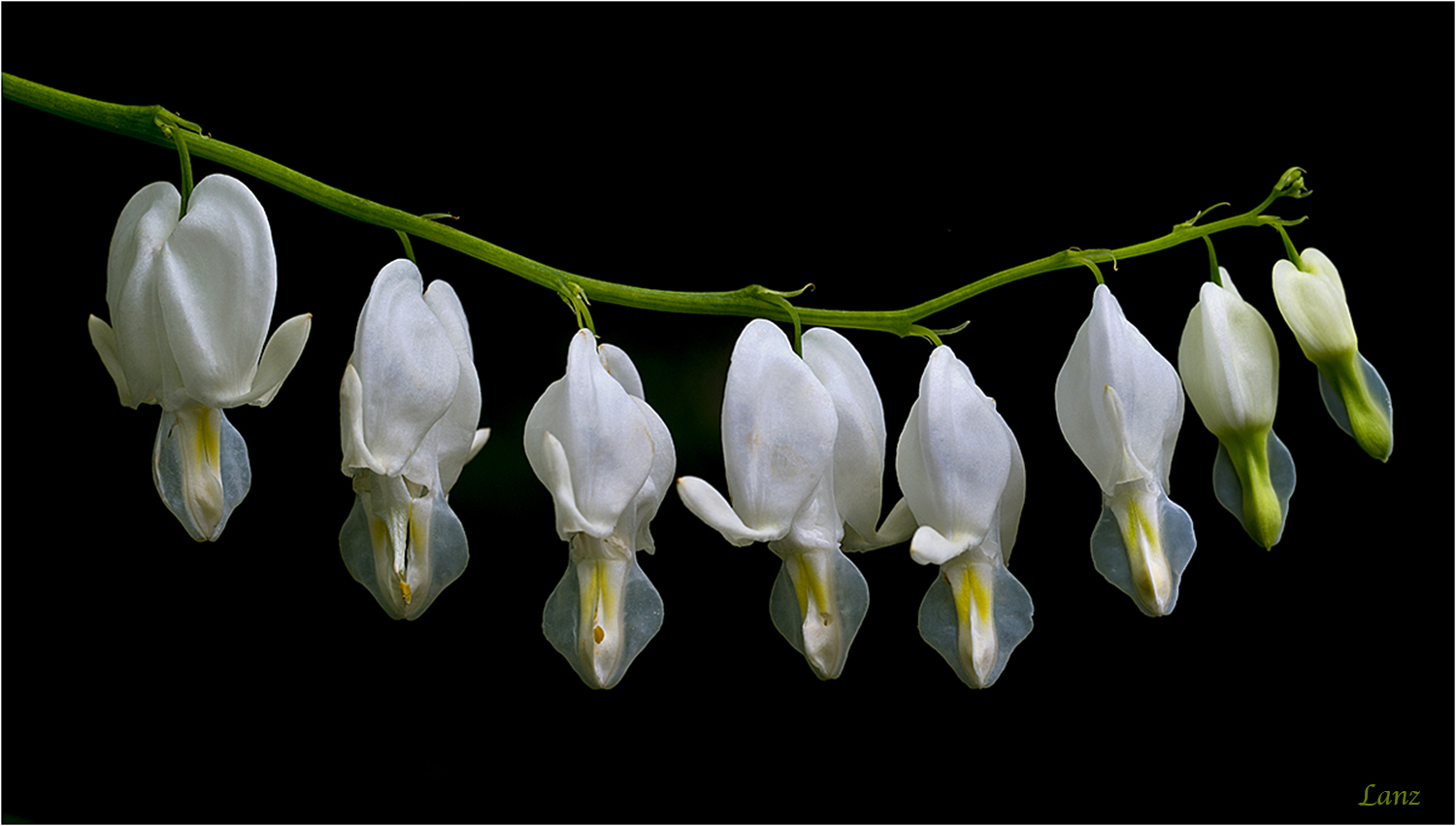 Bleeding Heart