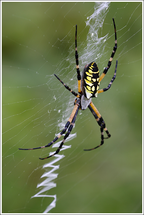 Black & Yellow Argiope