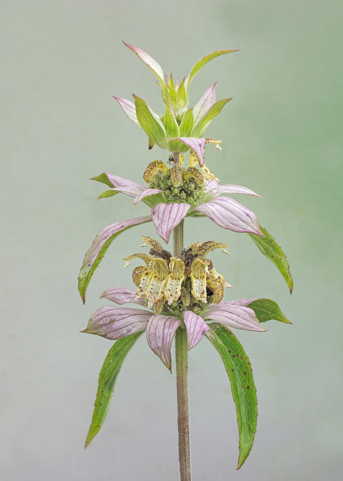 Monarda punctata