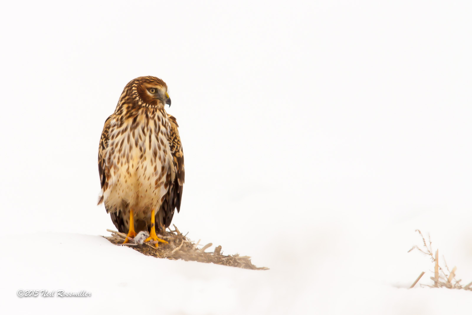 Northern Harrier
