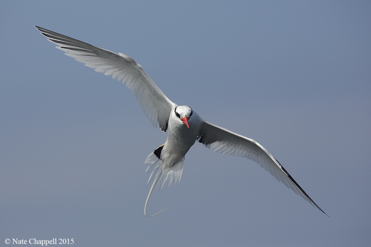 Red-billed Tropicbird