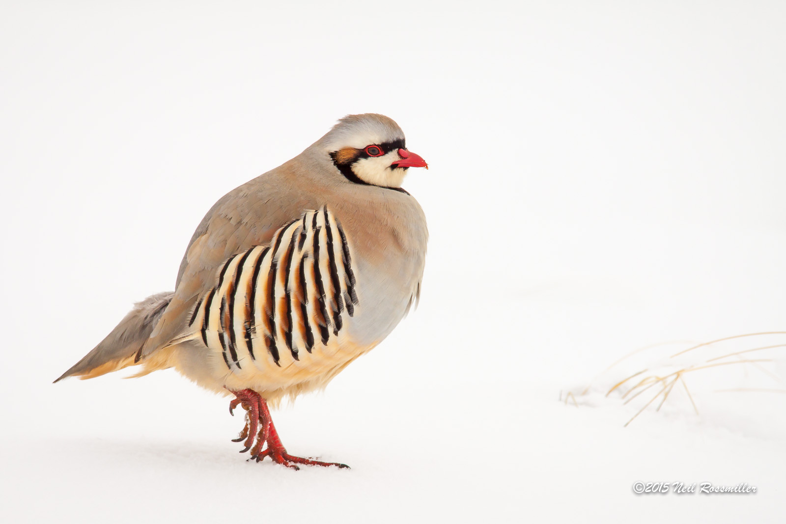 Chukar