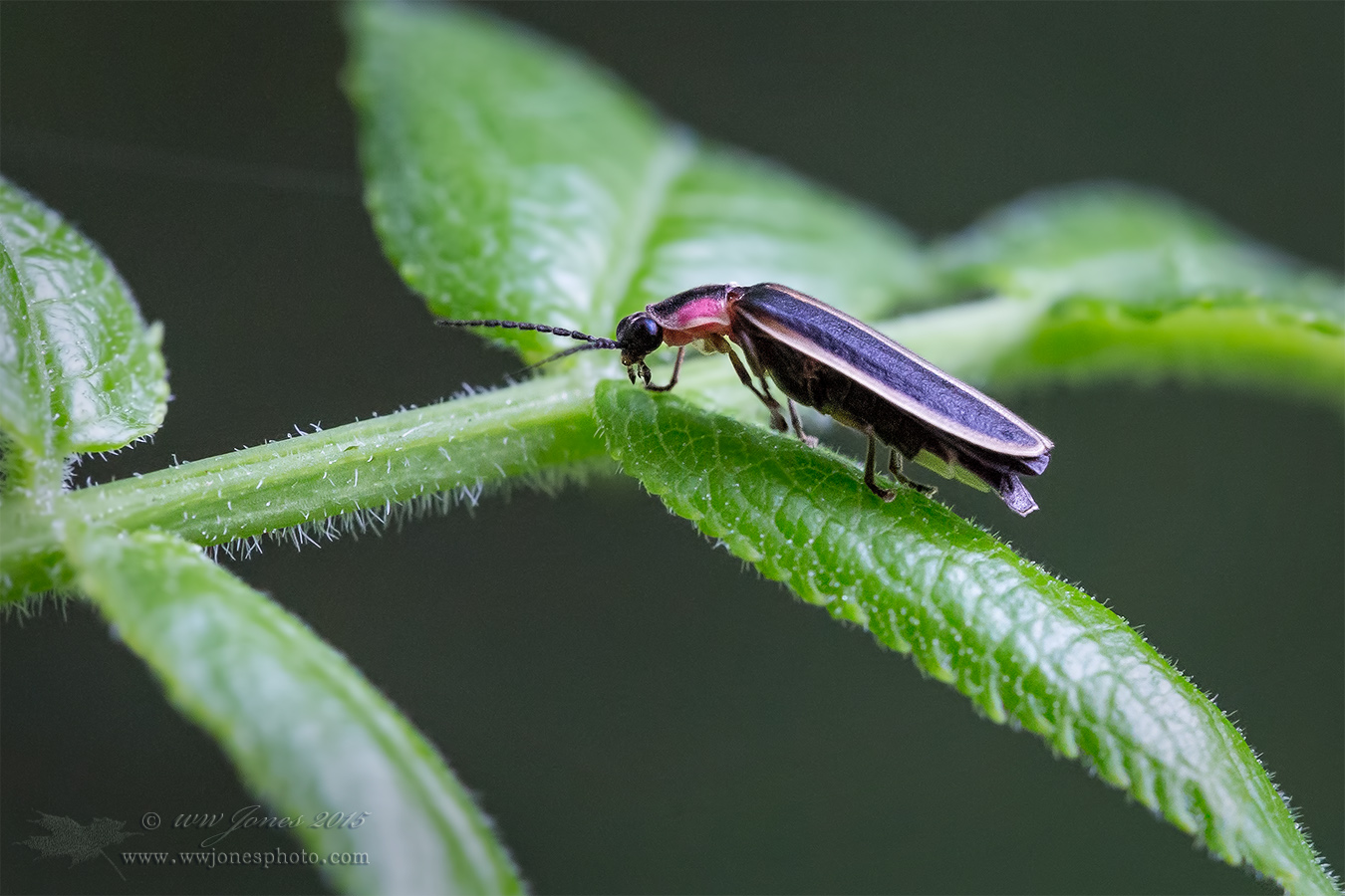 Firefly