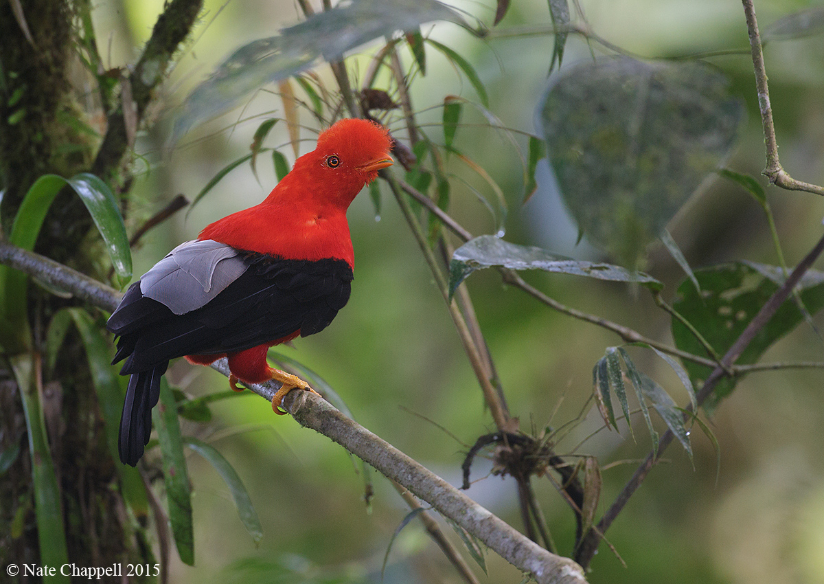 Andean Cock-of-the-Rock