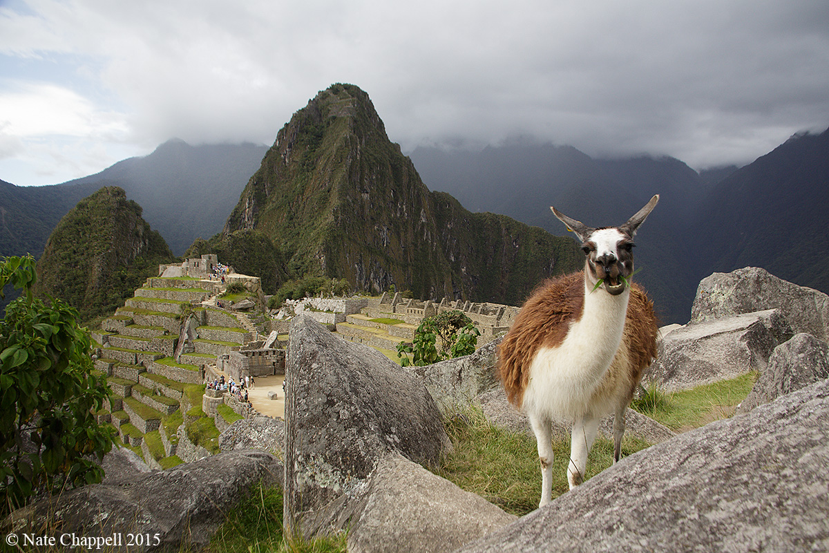 Llama at Machu Picchu