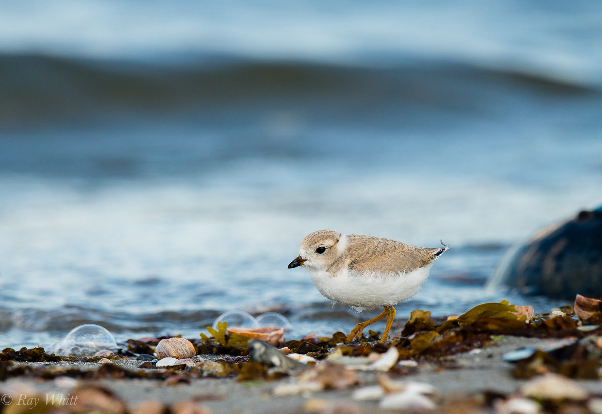 Plover at the Shoreline
