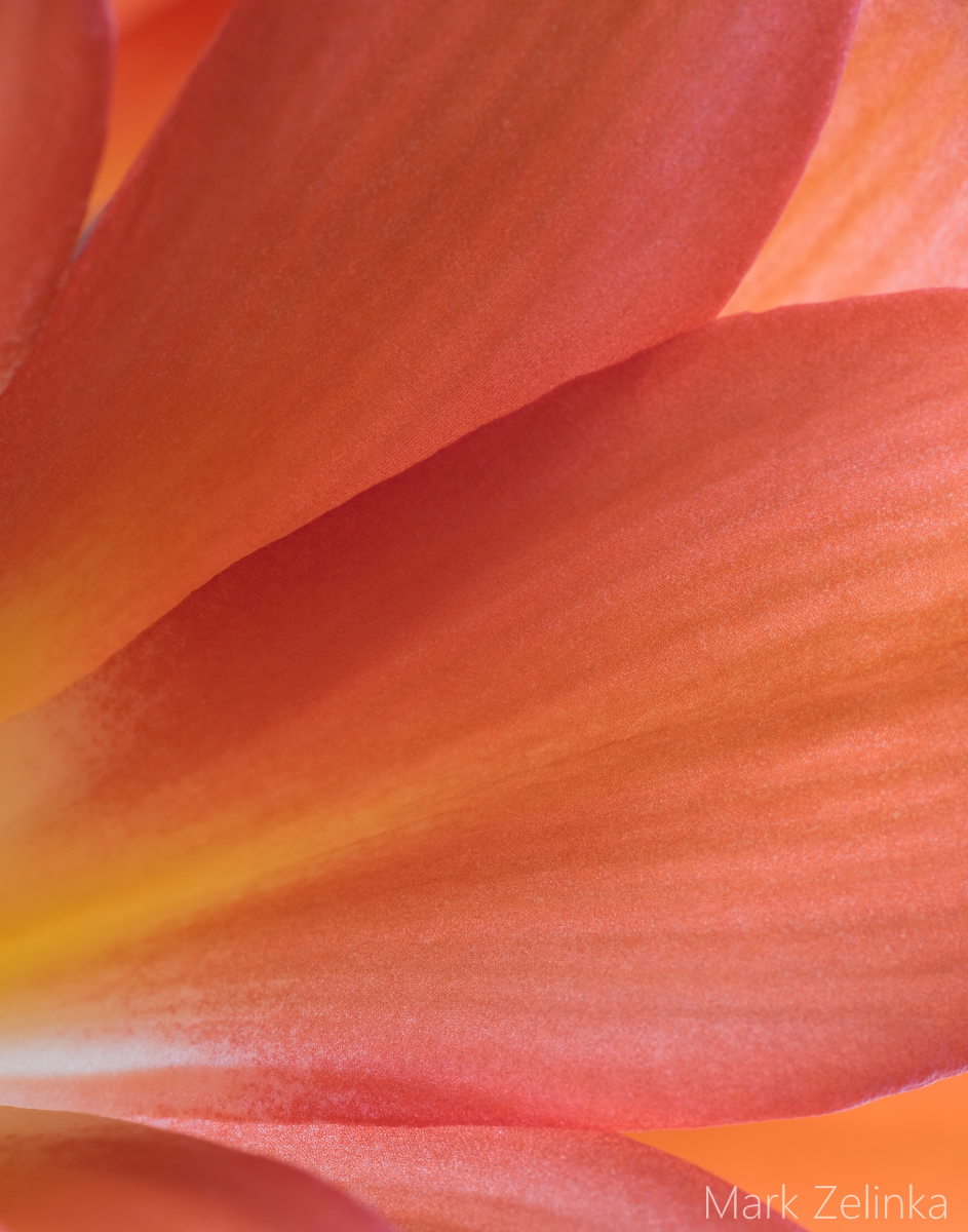 Petal Study