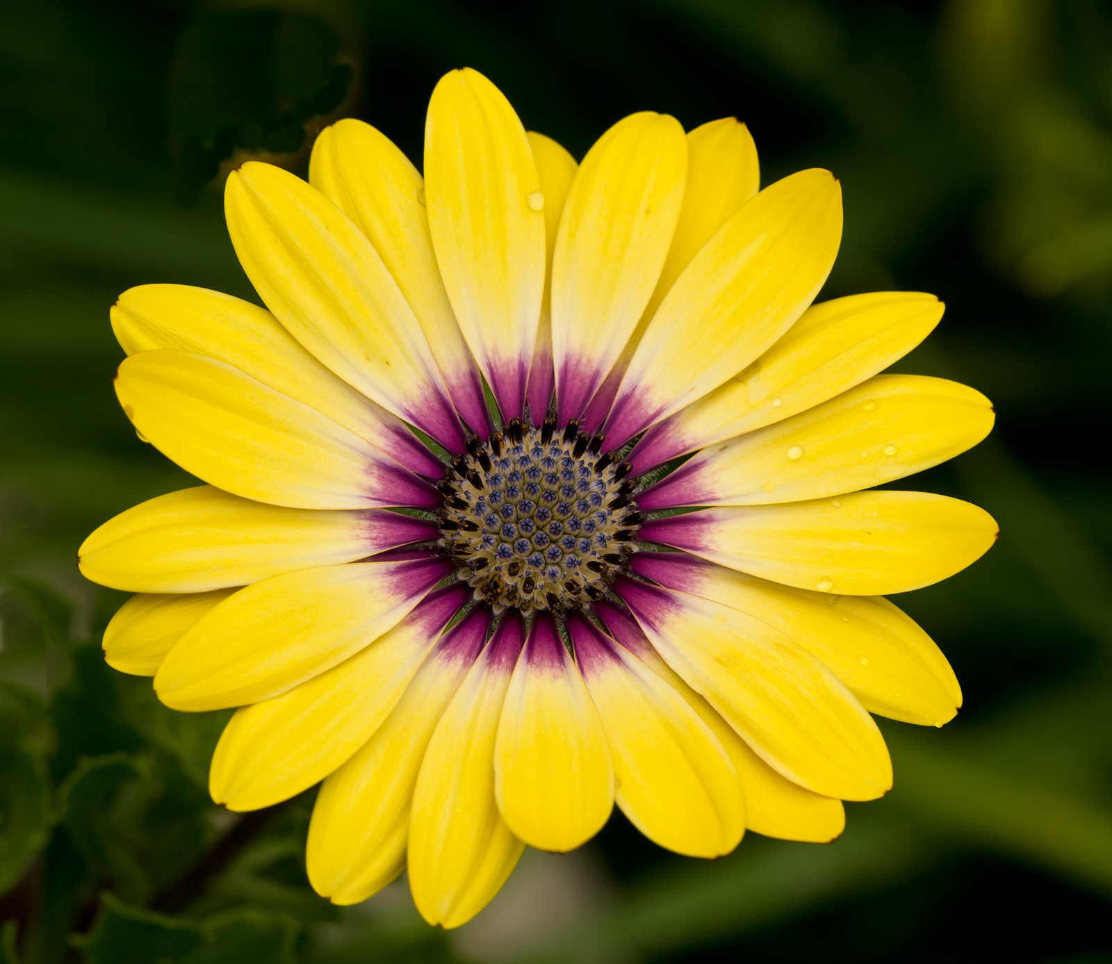 first  Osteospermum