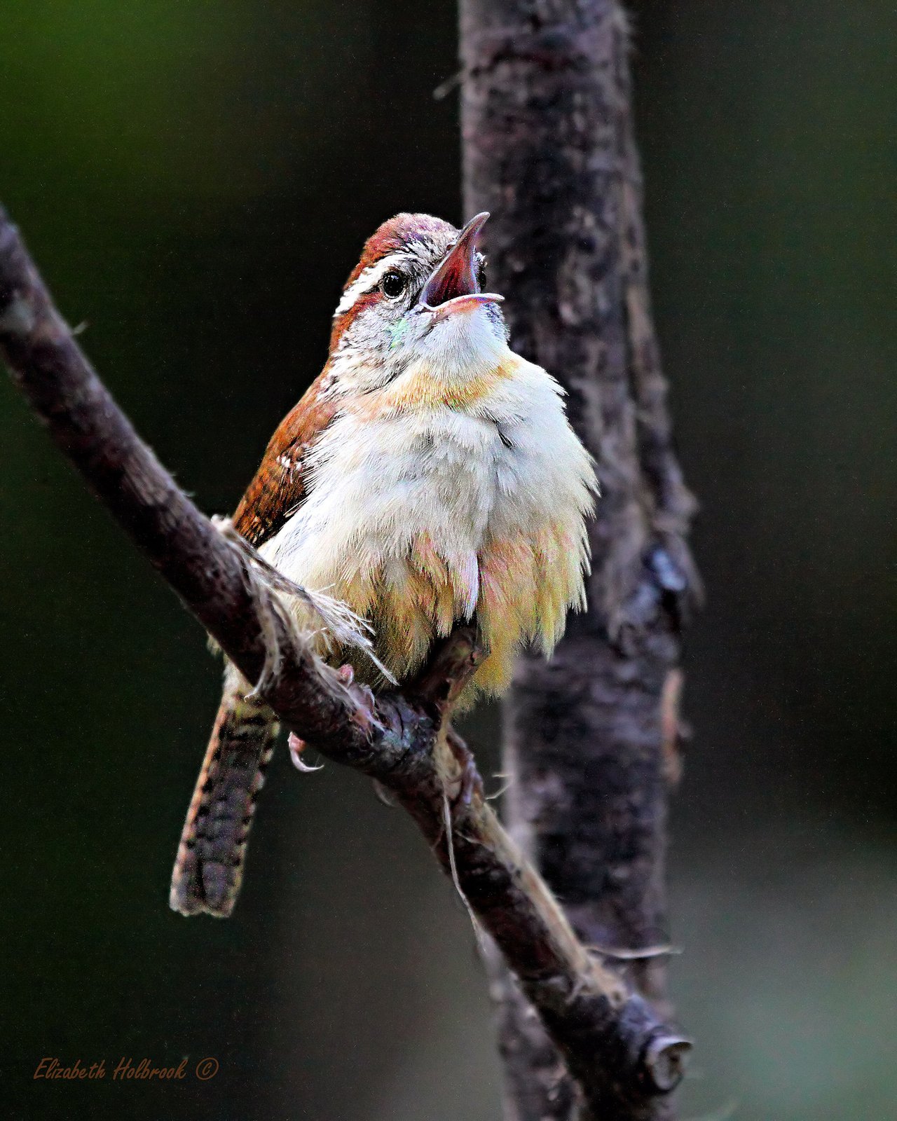 Wren Song