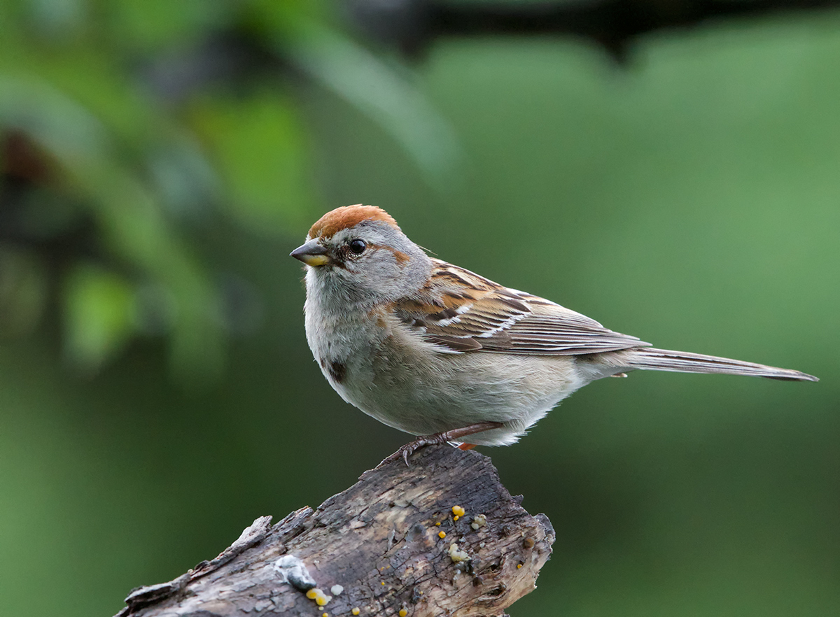 Am.Tree Sparrow
