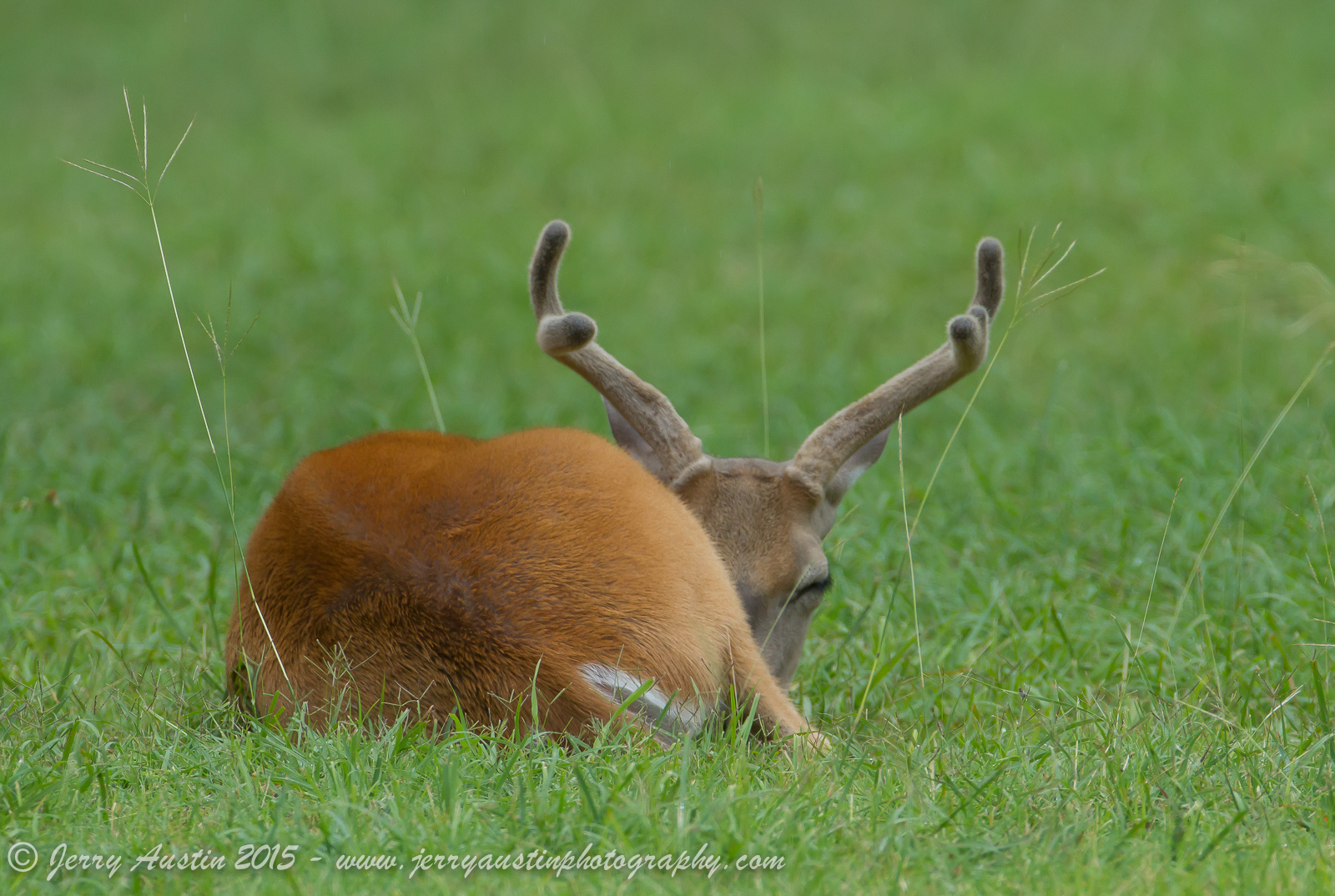 Sleepy Velvet Buck
