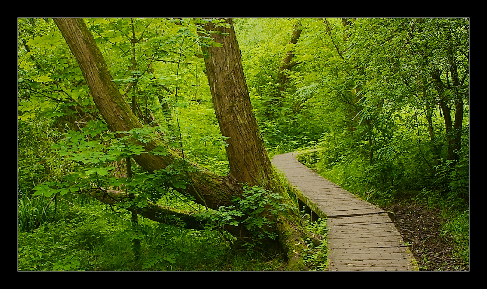 The Boardwalk