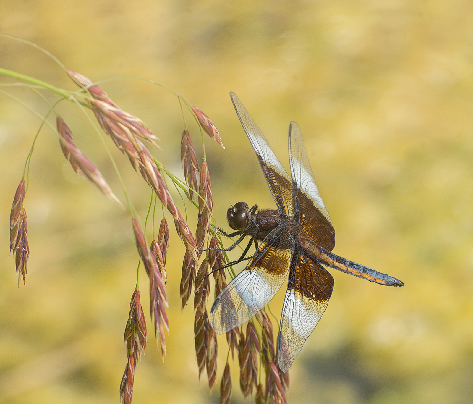 Widow Skimmer