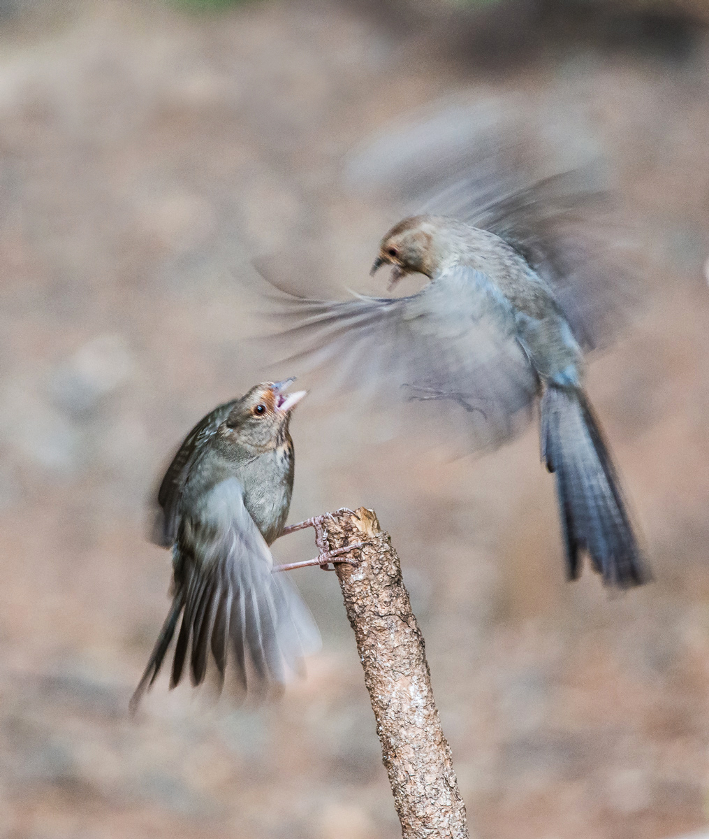 Towhee Tussle