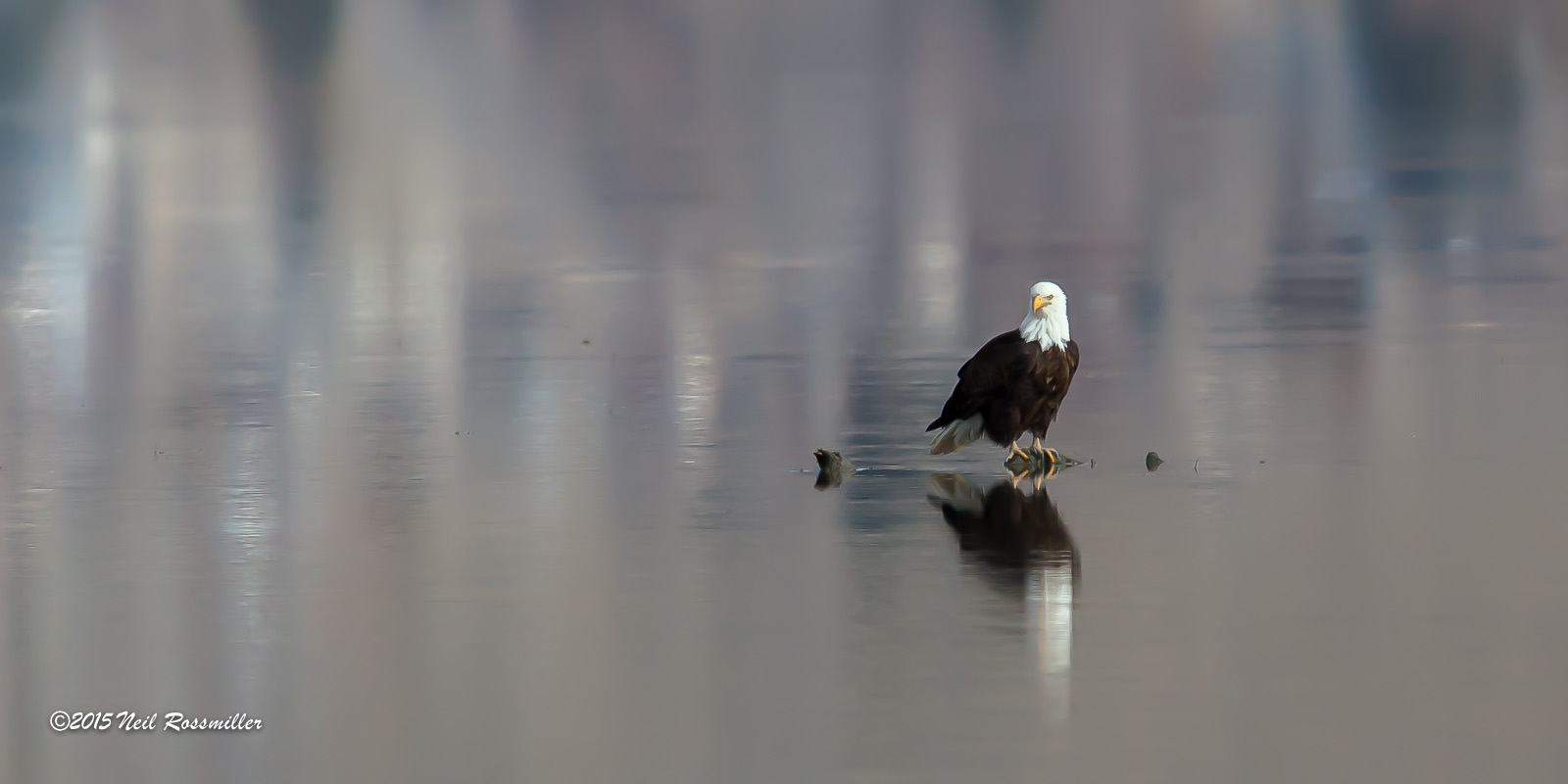 Bald Eagle Reflection 