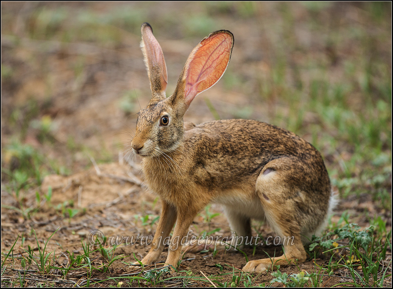 Forest Hare