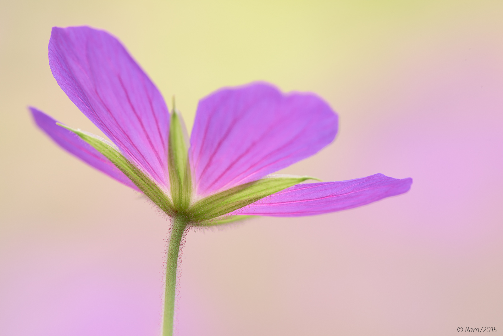 Geranium