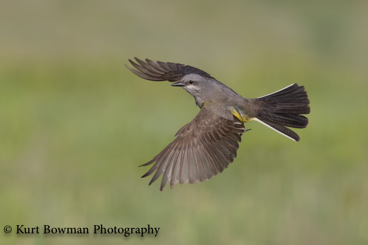 Western Kingbird