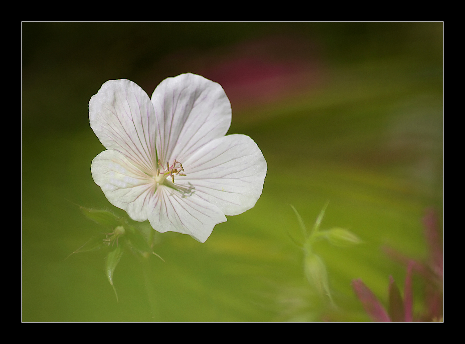 White Geranium