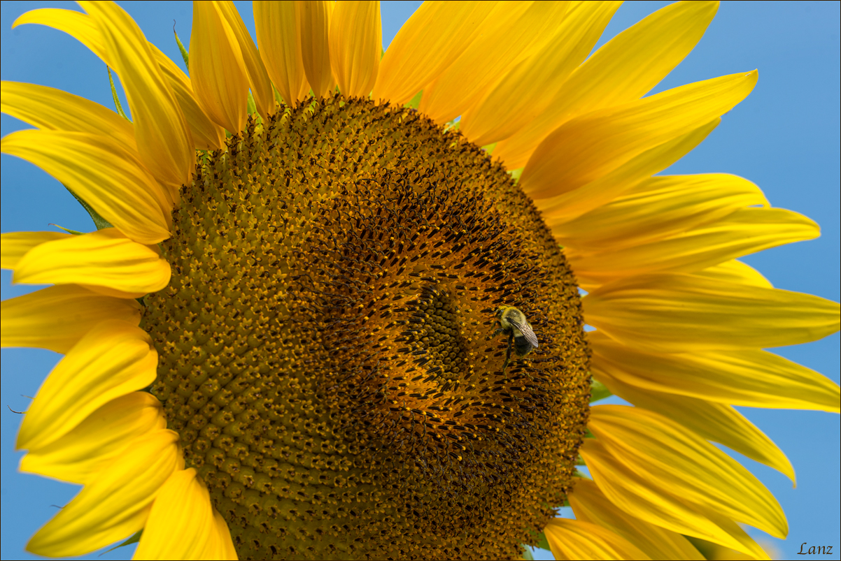 Bee Happy 4