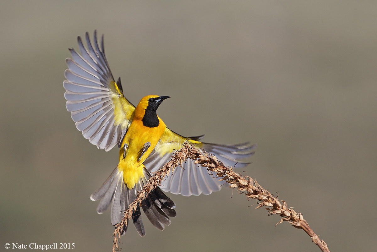 Hooded Oriole