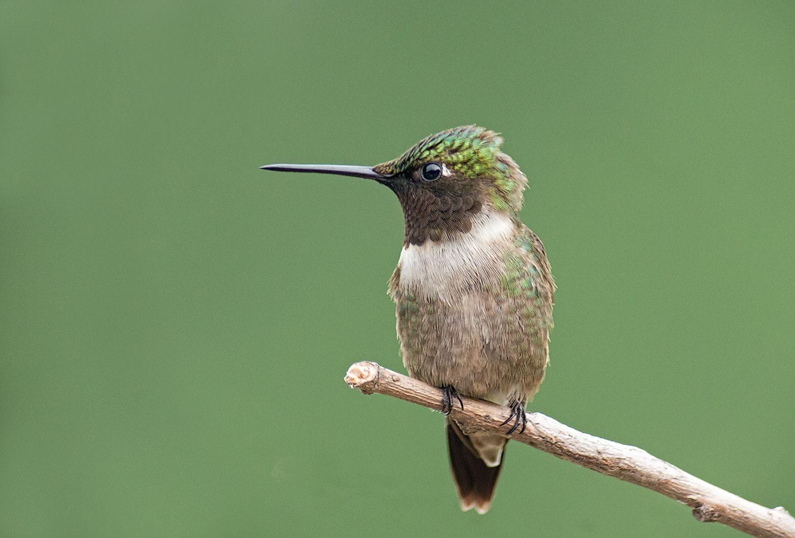 Hummingbird Close-up