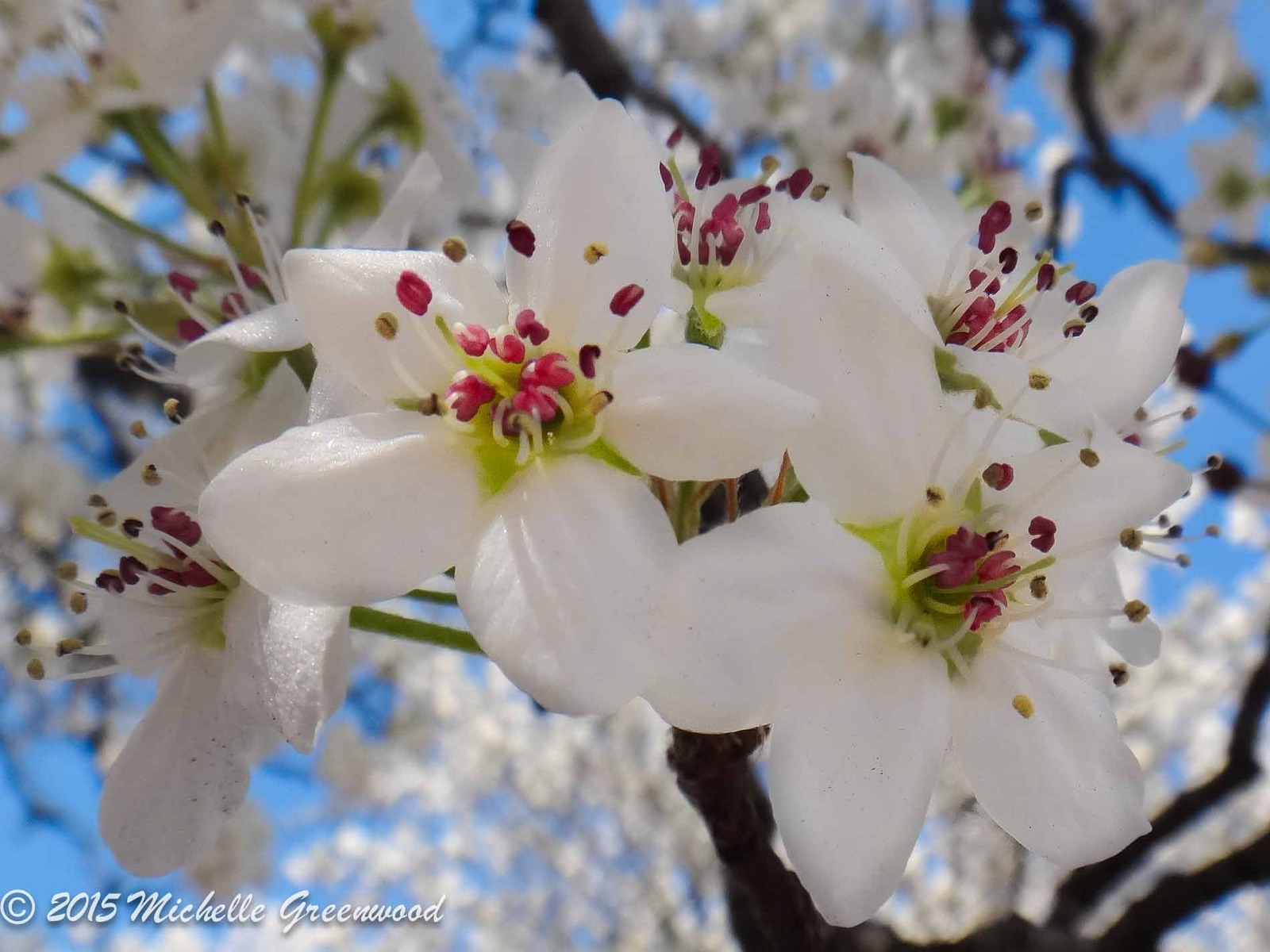 Blossoms