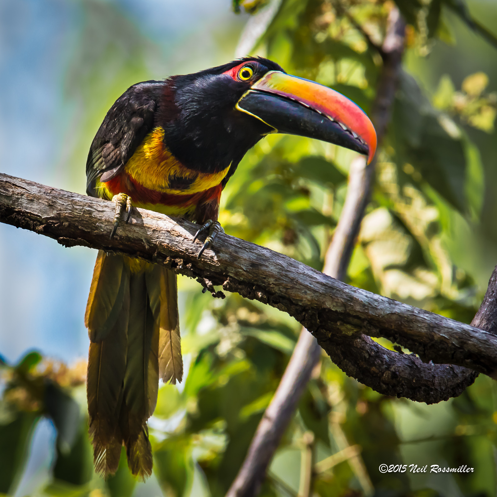 Fiery-billed Aracari
